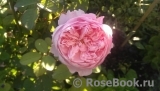 The Alnwick Rose The Alnwick Rose