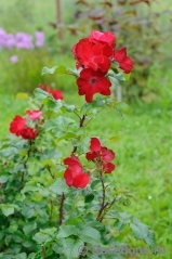 Robusta Robusta