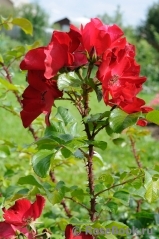 Robusta Robusta