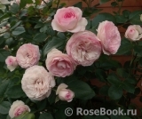 Mini Eden Rose Mini Eden Rose