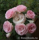 Mini Eden Rose Mini Eden Rose