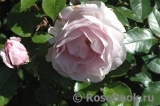 La Rose du Petit Prince La Rose du Petit Prince
