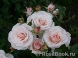 Soham Rose, The Soham Rose, The