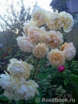 Crown Princess Margareta® Crown Princess Margareta®