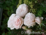 Soham Rose, The Soham Rose, The