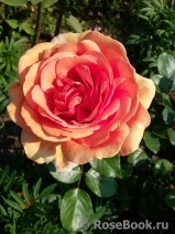 Ashram Ashram