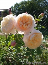 Crocus Rose® Crocus Rose®