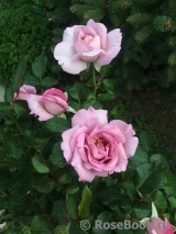 La Rose du Petit Prince La Rose du Petit Prince