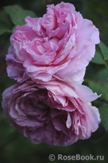 Henri le Sidaner® Henri le Sidaner®