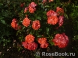 Coral Drift ® Coral Drift ®