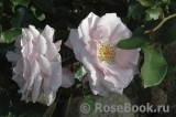 La Rose du Petit Prince La Rose du Petit Prince