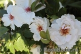 Jacqueline du Pre Jacqueline du Pre