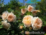 Crown Princess Margareta® Crown Princess Margareta®