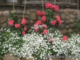 Rosarium Uetersen Rosarium Uetersen
