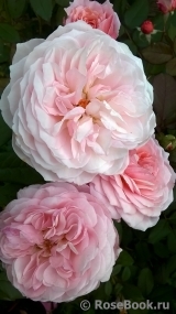 A Shropshire Lad A Shropshire Lad