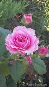 Florajet ® Florajet ®
