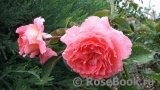 Florajet ® Florajet ®