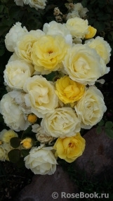 Golden Border Golden Border