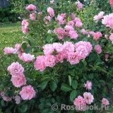 Sommerwind Sommerwind