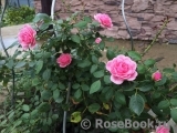 Starlet®-Rose Eva® Starlet®-Rose Eva®