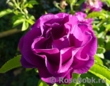 Rhapsody in Blue Rhapsody in Blue