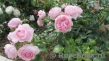 Hans Gonewein Rose Hans Gonewein Rose