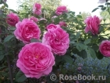 Princess Alexandra of Kent Princess Alexandra of Kent