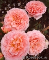 Abraham Darby Abraham Darby