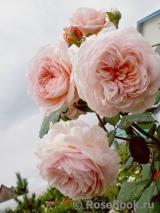 A Shropshire Lad A Shropshire Lad