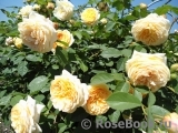 Crown Princess Margareta® Crown Princess Margareta®