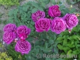 Heidi Klum Rose Heidi Klum Rose