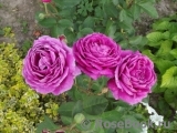 Heidi Klum Rose Heidi Klum Rose