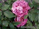 Centenaire de l'Haÿ-les-roses ® Centenaire de l'Haÿ-les-roses ®