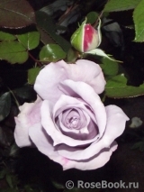 Novalis Novalis