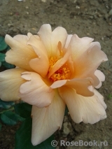 Julia's Rose Julia's Rose