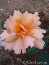 Julia's Rose Julia's Rose