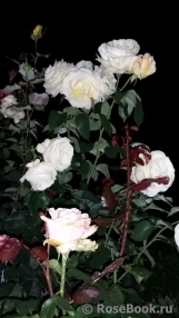 Chopin Chopin
