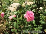 Starlet®-Rose Eva® Starlet®-Rose Eva®