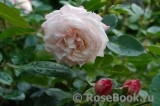 Kordes' Rosenfaszination ® Kordes' Rosenfaszination ®