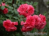 Rosarium Uetersen Rosarium Uetersen