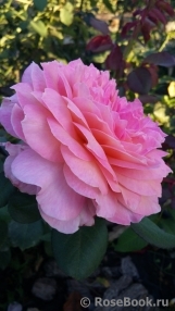Florajet ® Florajet ®