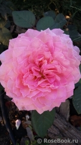 Florajet ® Florajet ®
