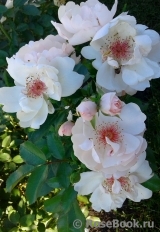 Jacqueline du Pre Jacqueline du Pre