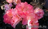 Augusta Luise Augusta Luise
