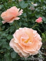 Twiggy’s Rose Twiggy’s Rose