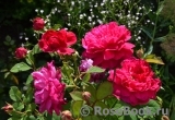 Sophy’s Rose Sophy’s Rose