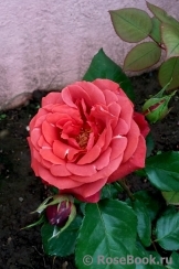 Terracotta ® Terracotta ®