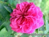 William Shakespeare 2000 William Shakespeare 2000