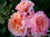 Augusta Luise Augusta Luise