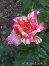 Caribia Caribia